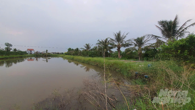 Vuông ao rộng vài ngàn m2 bỏ hoang của ông Mai Xuân Láng. 