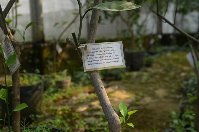 S1 seedlings are grown in the net house. S1 are trees that specialize in providing grafts to produce S2 seedlings. Photo: Tung Dinh.