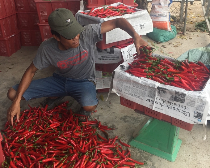 Từ trước đến nay, đầu ra của cây ớt Bình Định lệ thuộc hoàn toàn vào thị trường Trung Quốc thông qua thương lái. Ảnh:  V.Đ.T.