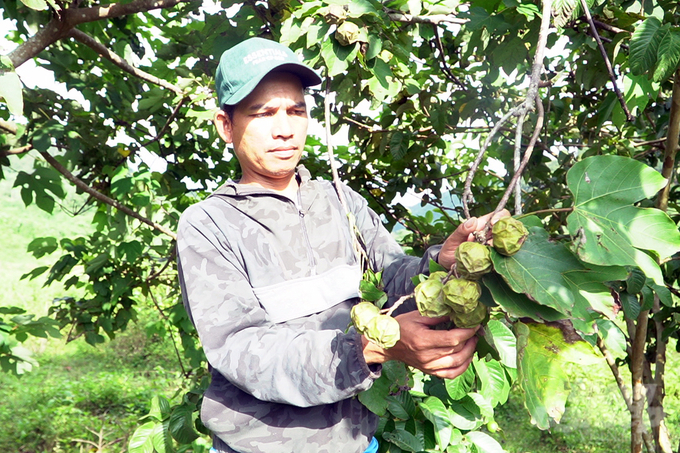 Tung tree is being widely cultivated in several localities and can be used in the production of pesticides. Photo: TQ.