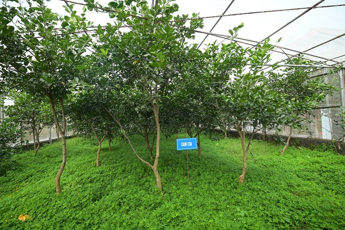 The leading citrus trees are kept in the net house of the Center for Citrus Research and Development. Photo: Tung Dinh.