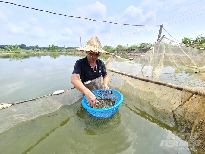 Sau bão lũ, tỉnh Tuyên Quang kham hiếm nguồn con giống ảnh hưởng đến việc tái đàn của các hộ nuôi. Ảnh: Đào Thanh.