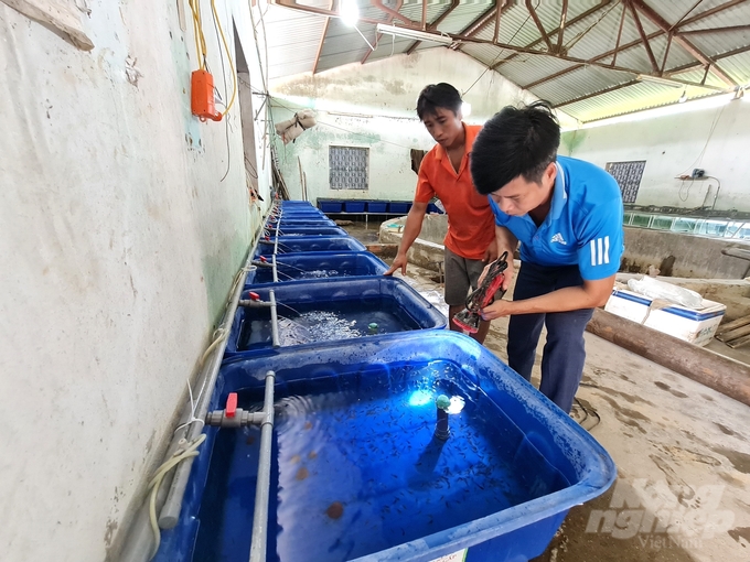 Ngay sau khi bão số 3 đi qua, môi trường nuôi ương đảm bảo, Trung tâm Thủy sản tỉnh Tuyên Quang đã thực hiện nuôi ương cá giống nhằm đáp ứng nhu cầu con giống của thị trường. Ảnh: Đào Thanh.