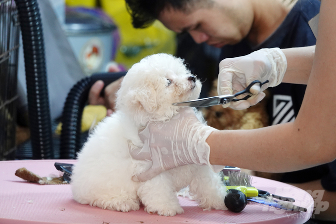 Ngày càng nhiều hộ gia đình ở Cần Thơ sẵn sàng chi ra khoản tiền đáng kể hàng tháng để chăm sóc và làm đẹp cho thú cưng của mình. Ảnh: Lê Hoàng Vũ.