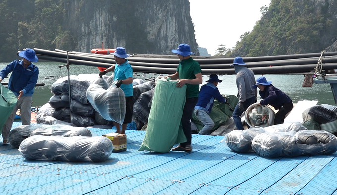 Farm nuôi biển của STP Group đang trong quá trình sửa chữa để nhanh chóng khôi phục sản xuất. Ảnh: Nguyễn Thành.