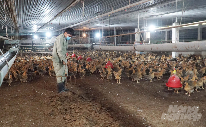 Sử dụng đệm lót sinh học không chỉ giúp đàn vật nuôi khỏe mạnh mà có thể tận dụng làm phân bón cho trồng trọt. Ảnh: Lê Bình.