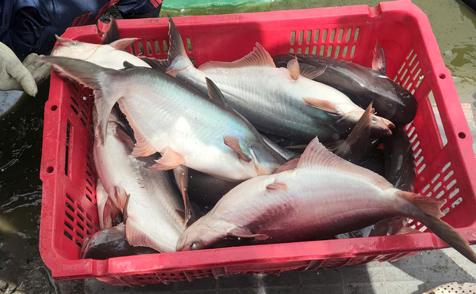 Catfish freshly harvested in the Mekong Delta. Photo: Son Trang.