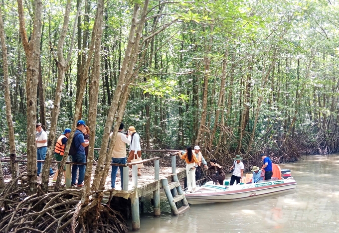 U Minh Ha National Park, as one of the three core areas of the Ca Mau Cape World Biosphere Reserve, has great potential for ecotourism development, attracting tourists for sightseeing, experiencing, and scientific research. Photo: Trung Chanh.