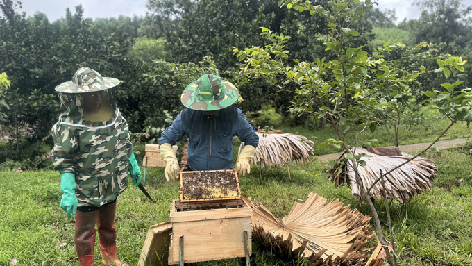 Toàn huyện Vũ Quang hiện có 1.200 hộ nuôi với gần 10.300 đàn ong mật. Ảnh: Ánh Nguyệt.