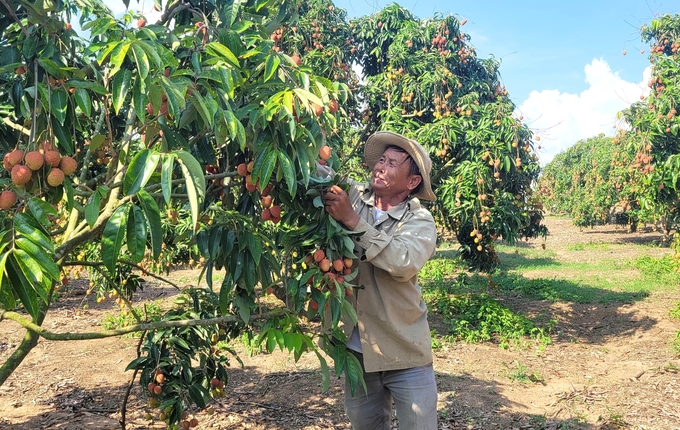 Thousands of hectares of crops in Gia Lai have been grown using high technology. Photo: Tuan Anh.