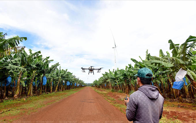 Growing bananas using high technology at Hung Son High-Tech Agriculture Joint Stock Company. Photo: Tuan Anh.