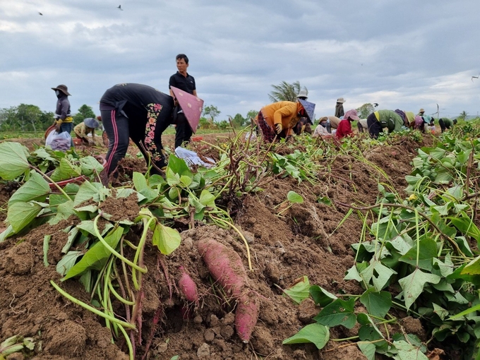 In recent years, soil pests have had an increasingly serious impact on many crops, including sweet potatoes. Photo: VAN.