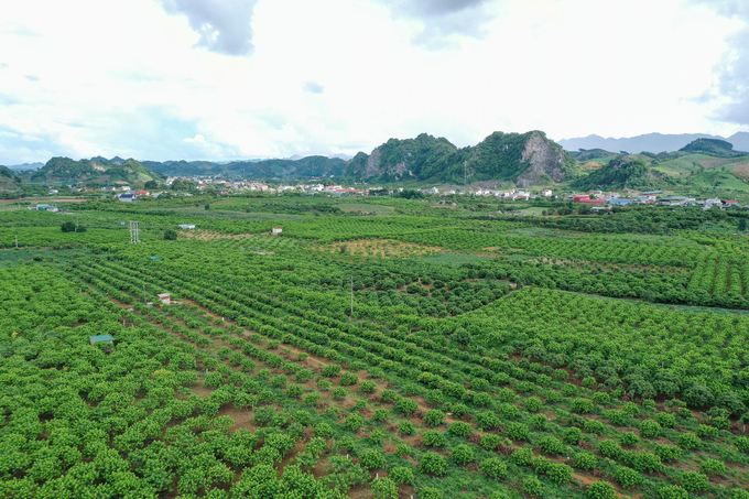 Restructuring the agricultural sector towards efficiency, sustainability, and multi-value integration is one of the development tasks and solutions for 2025. Photo: Tung Dinh.