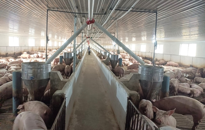 Gia Lai has more and more high-tech pig farms. Photo: Tuan Anh.