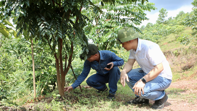 Black locust is one of the plants with great potential for pesticide production. Photo: TQ. 