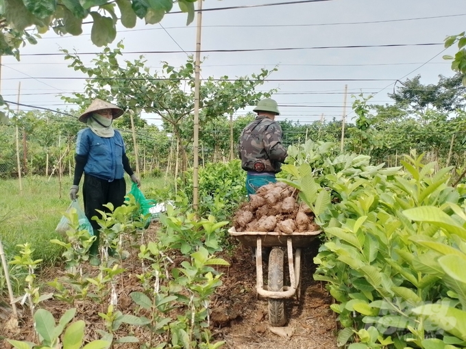 Vợ chồng ông Lâm thu hoạch cây giống bán cho thương lái. Ảnh: Hải Tiến.