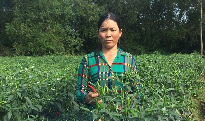 Binh Dinh farmers aim to grow organic chili to meet export requirements. Photo: V.D.T.