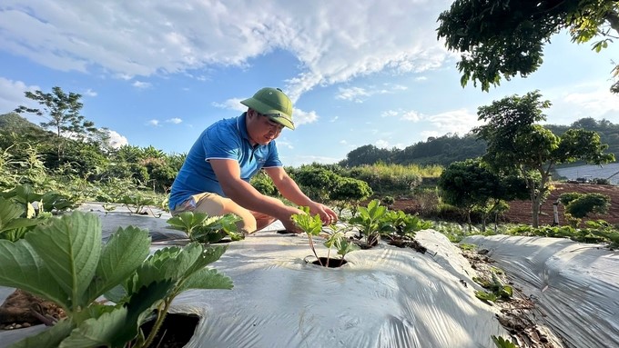 Mr. Nguyen Van Nam, Director of Xuan Que Strawberry Cooperative, wishes to export Mai Son strawberries. Photo: Duc Binh.