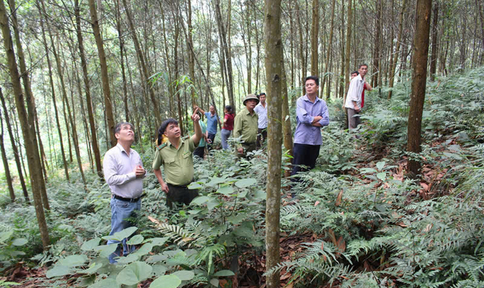 Survey to collect information on granting forest production unit codes in Tuyen Quang province. Photo: VAFS.