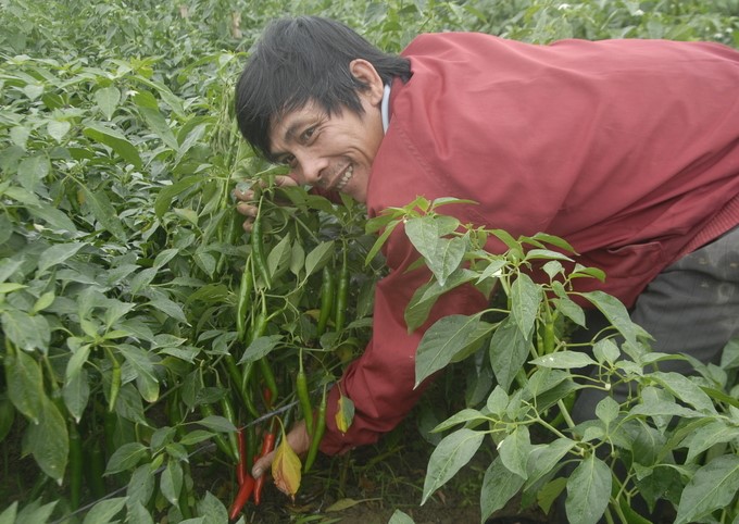 Vinanutrifood Binh Dinh Joint Stock Company will build an organic chili raw material area in Binh Dinh. Photo: V.D.T.