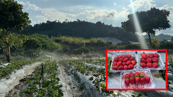 Xuan Que Strawberry Cooperative is gradually affirming its reputation in Son La province thanks to the synchronous application of advanced technical solutions in farming. Photo: Duc Binh.