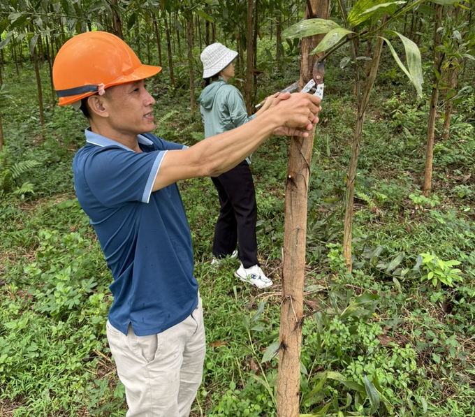 Trồng rừng FSC, giúp gia đình anh Lưu Quang Anh có thu nhập ổn định. Ảnh: QT.