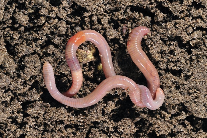 Earthworms are one of the easiest soil organisms to study and one of the most affected by soil microplastic.