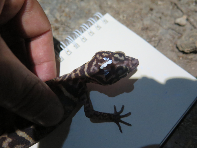 The individuals found are carefully marked before being released back into the wild. Photo: Dinh Muoi.