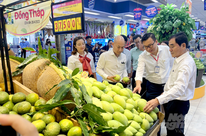 Năm 2012, xoài Cao Lãnh chính thức được cấp chỉ dẫn địa lý, đây là bước ngoặt quan trọng trong quá trình khẳng định giá trị và chất lượng của loại trái cây này. Ảnh: Lê Hoàng Vũ.