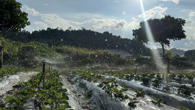 Automatic irrigation systems are being deployed by farmers to increase production. Photo: Duc Binh.