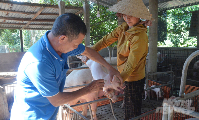 Breeds with clear origin, adequate vaccination and breeding cages clean of disease are the guidelines so that livestock households are not left 'empty-handed' upon facing the disease. Photo: Le Binh.