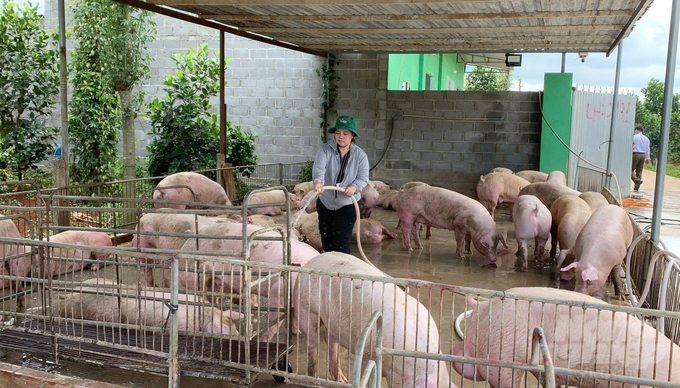 The prevention of epidemics, including African swine fever, continues to be implemented synchronously in localities of Ba Ria - Vung Tau. Photo: Le Binh.