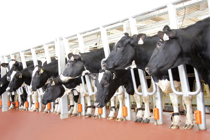 TH cows wear devices on their legs to monitor various health indicators, breeding periods, and more.