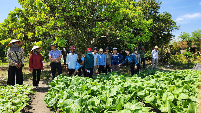 Học viên nông dân thăm vườn rau áp dụng IPM tại xã Quảng Minh (huyện Hải Hà). Ảnh: Nguyễn Thành.