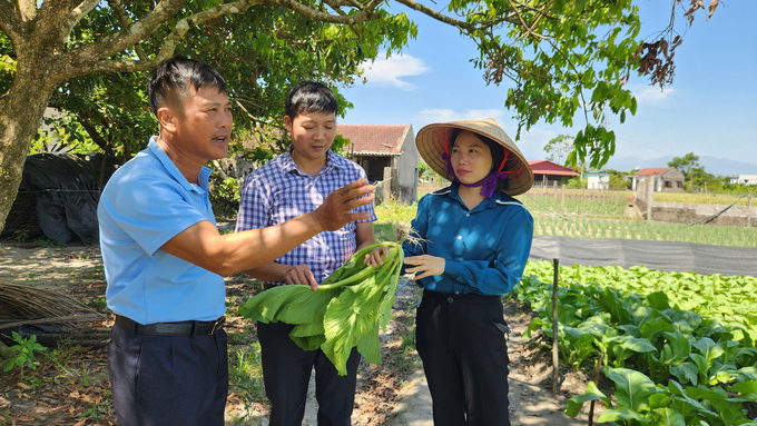 Anh Lê Minh Thắng ở thôn 3, xã Quảng Minh, huyện Hải Hà (bìa trái) áp dụng IPM trong sản xuất rau với diện tích gần 1ha, mỗi năm thu hoạch trên 3 tấn. Ảnh: Nguyễn Thành.