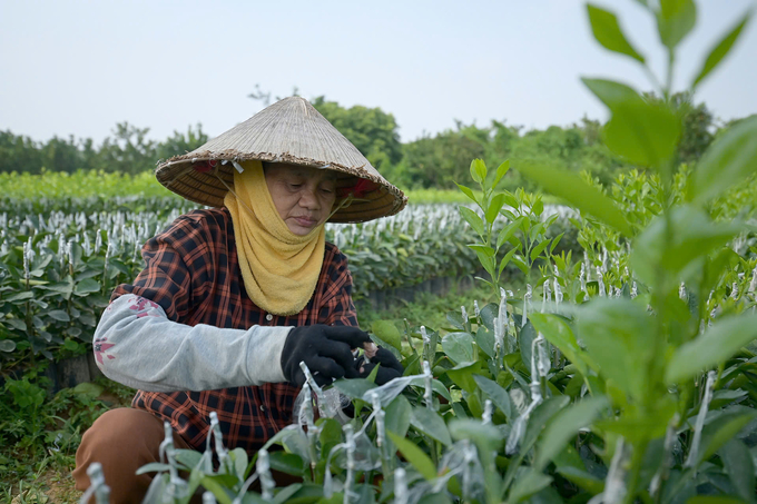 Công nhân của Trung tâm Nghiên cứu và Phát triển Cây có múi đang ghép mắt S1 lên cây S2. Ảnh: Tùng Đinh.