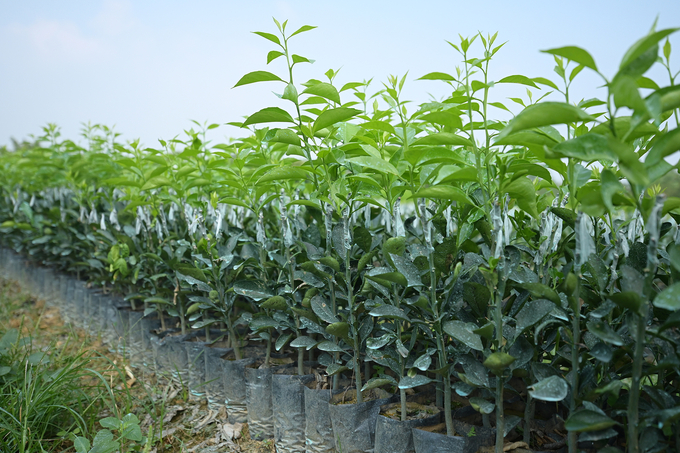 Soil rehabilitation is the most important factor for sustainable replanting of citrus trees. Photo: Tung Dinh.