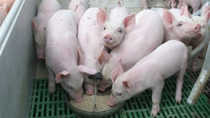 Live pig prices across the three regions on 10/22/2024