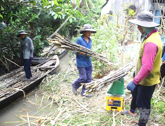 Hiện mía bán chục đang có giá 1.800 - 2.200 đồng/kg tùy giống. Ảnh: Trung Chánh.