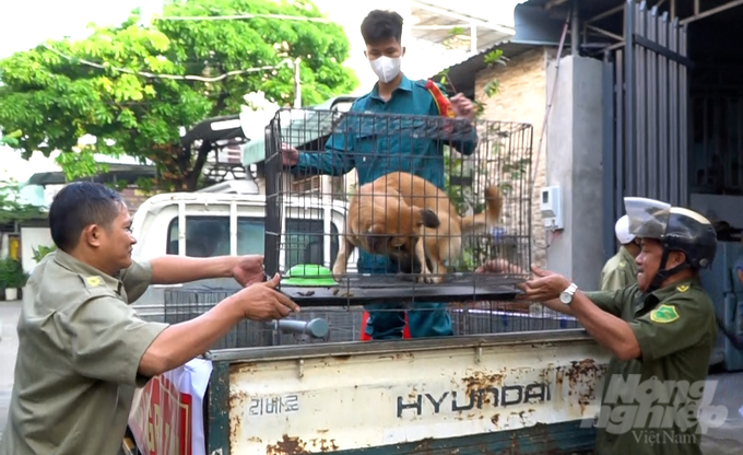 Chó, mèo thả rông cũng được các địa phương tăng cường bắt nhốt để không cắn người, gây nhiễm bệnh dại và mất an toàn giao thông. Ảnh: Lê Bình.