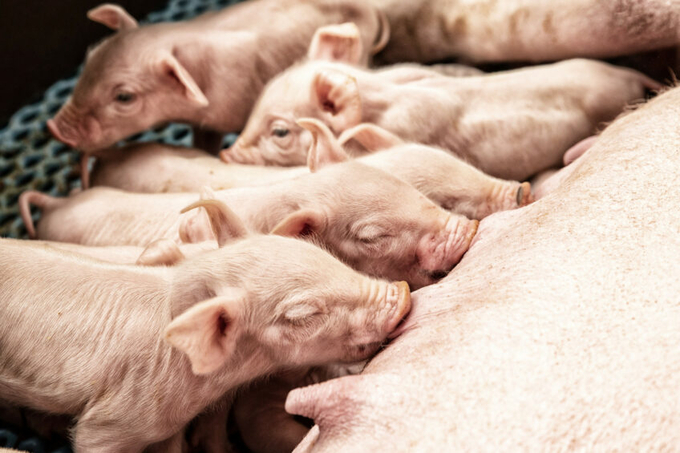 The basis for a healthy piglet starts already with a healthy sow. Photo: Bewital agri.