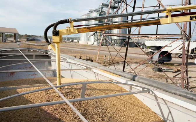 Soybean and Corn harvest season in central Ohio.