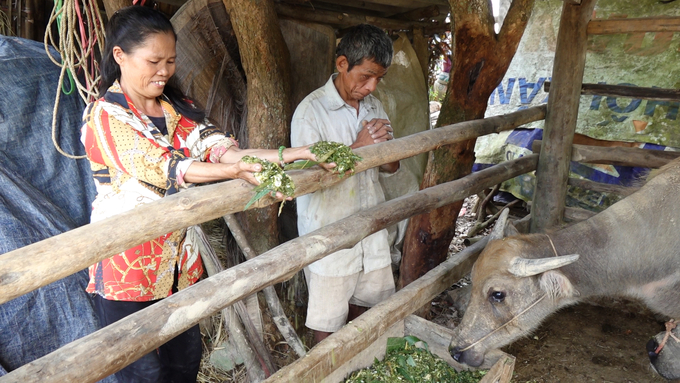 Ông Bàn Hữu Vượng và vợ chăm sóc cho trâu. Ảnh: Quang Linh.