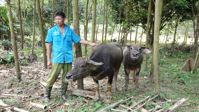 Anh Ma Văn Diện và cặp trâu cái giống được nhận hỗ trợ. Ảnh: Quang Linh.