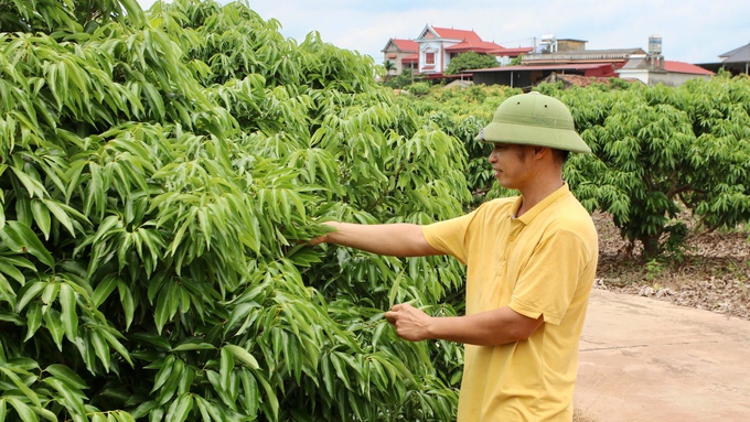 Đời sống người dân trồng vải tại xã Đông Hưng (huyện Lục Nam) ngày càng khấm khá. Ảnh: Thanh Phương.