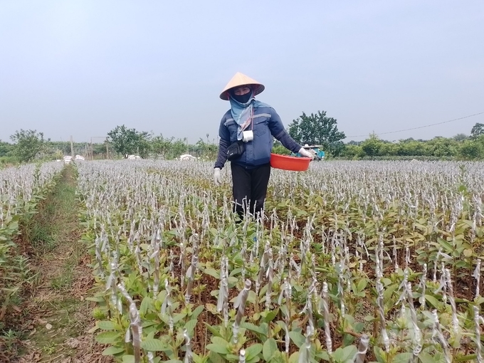 A newly grafted guava seedling farm. Photo: Hai Tien.