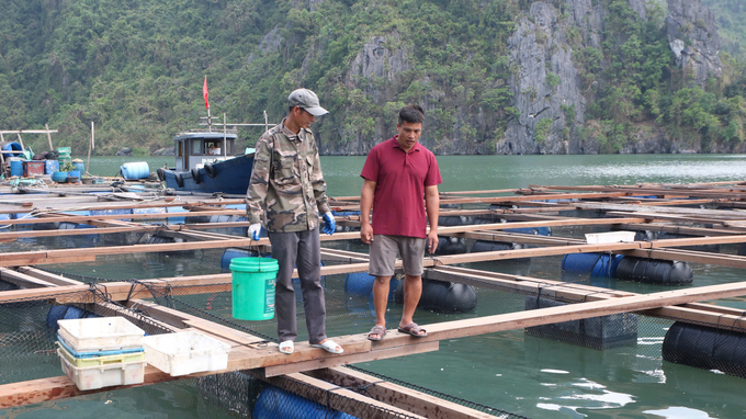 Người nuôi trồng thủy sản huyện Vân Đồn đã thả cá giống để bắt đầu vụ sản xuất mới. Ảnh: Nguyễn Thành.