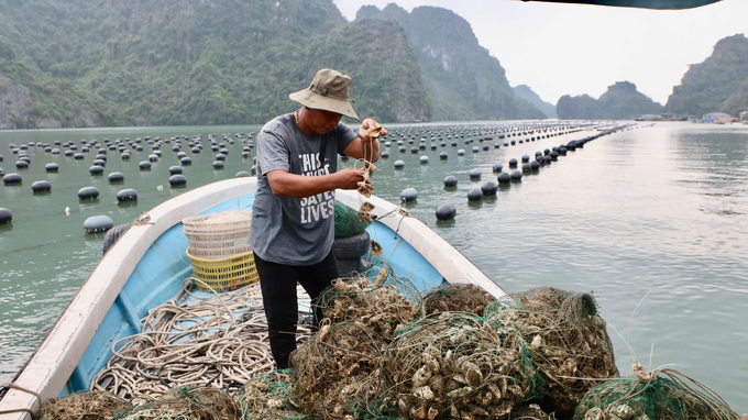 The allocation of sea area creates a solid foundation, helping local fishermen 'settle down and make a living'. Photo: Nguyen Thanh.