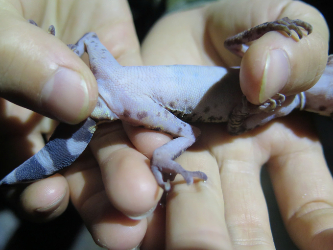 The number of Cat Ba tiger gecko is very low, making the protection of genetic resources in these areas extremely necessary. Photo: Dinh Muoi.