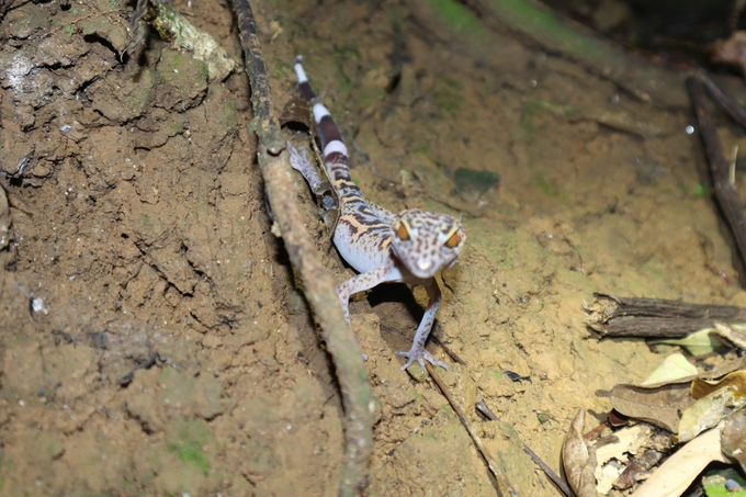 Cat Ba tiger gecko has a slender, flat body, 84-111mm in length, with a brown back marked with gray patches and yellow spots along the sides. Photo: Dinh Muoi.